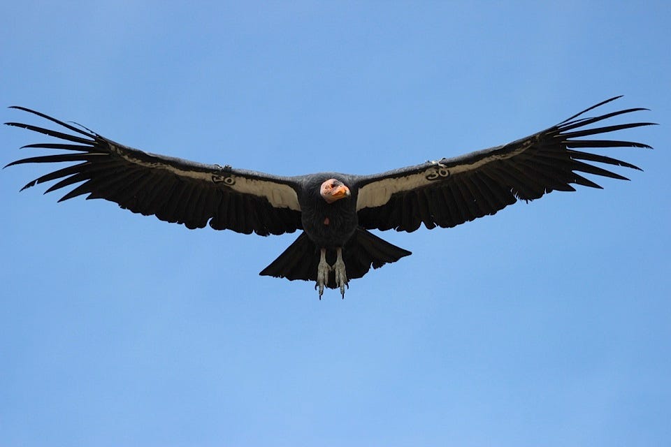 Numbered tags are seen underneath the wings of this California Condor photographed north of the Grand Canyon in Arizona. There are 116 birds currently living in the wild north of the canyon along the Arizona Strip and in southwestern Utah. Photo: Jim Shane / Utah Division of Wildlife Resources