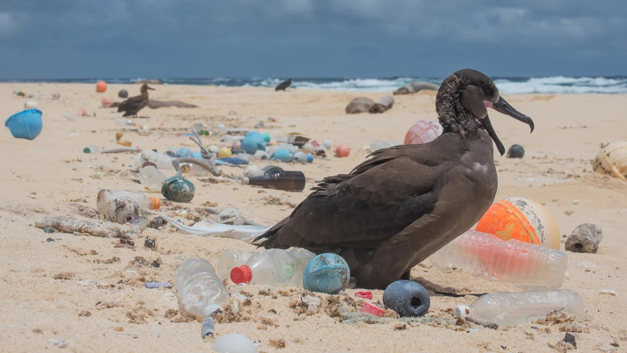 A bird is surrounded by ocean plastic on the Northwestern Hawaiian Islands. Photo: Matthew Chauvin / The Ocean Cleanup
