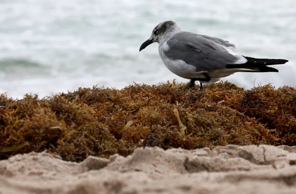 A seagull walks over seaweed that washed ashore on 16 March 2023 in Fort Lauderdale, Florida. A huge mass of sargassum seaweed formed in the Atlantic Ocean and headed for the Florida coastlines and shores throughout the Gulf of Mexico. The sargassum, a naturally occurring type of macroalgae, spans more than 5,000 miles. Photo: Joe Raedle / Getty Images