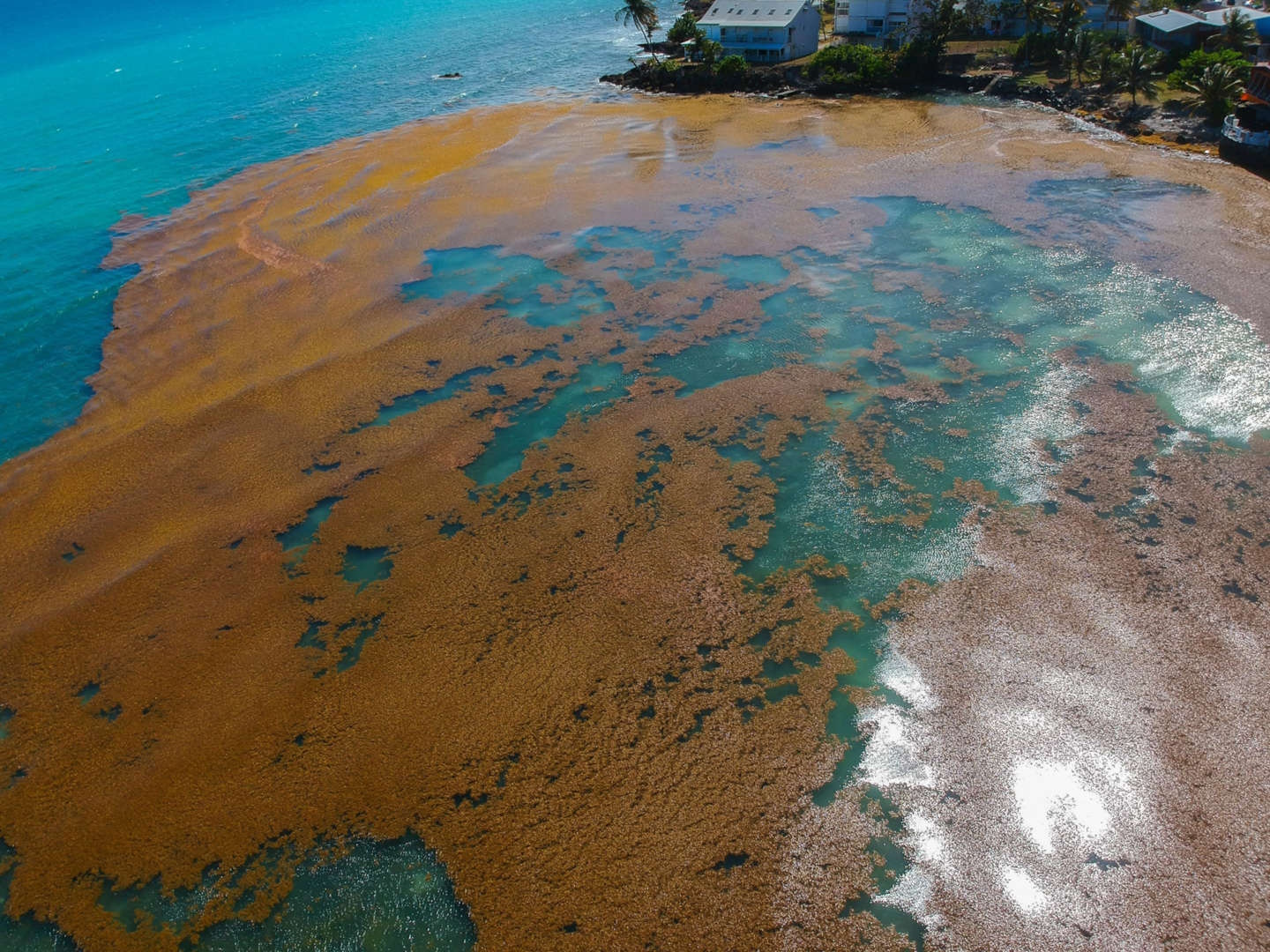 Seaweed encroaches on the coast of Le Gosier, a city on the French Caribbean Island of Guadeloupe, on 23 April 2018. The Great Atlantic Sargassum Belt will wash up on beaches throughout the Caribbean and Florida this spring and summer. Photo: Helene Valenzuela / AFP / Getty Images
