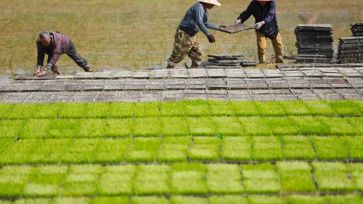 Workers cultivate rice seedlings at an agricultural service station in Hangzhou in east China’s Zhejiang province Sunday, 16 April 2023. Photo: Future Publishing / Getty Images