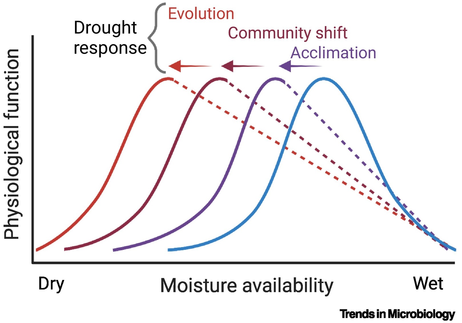 Physiological response curves may shift as soil microbiomes respond to drought. In the short term (minutes to days), physiological acclimation may help to sustain function, such as soil carbon decomposition. Over weeks to decades, community shifts and evolution could alter response curves to maintain functioning under dry conditions. Broken lines indicate potential variation in the breadth of the shifted response curves. Graphic: Evans, et al., 2022 / Functional Ecology