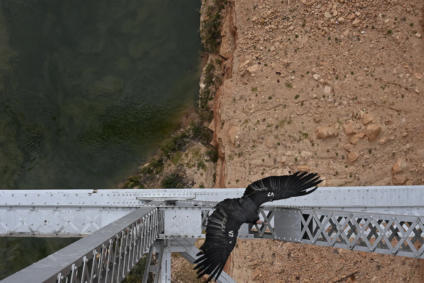 A California condor spreads its wings as it rests on the Navajo Bridge above the Colorado River in Marble Canyon, Arizona in March 2023. Photo: Joshua Lott / The Washington Post