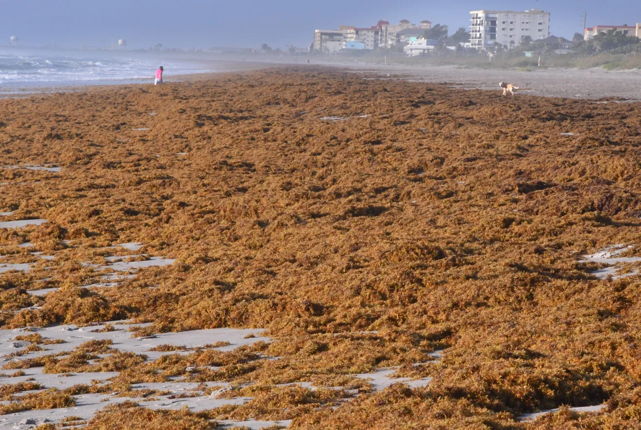 Sargassum seaweed covers a Florida beach on 20 May 2021. Photo: Malcolm Denemark / Florida Today