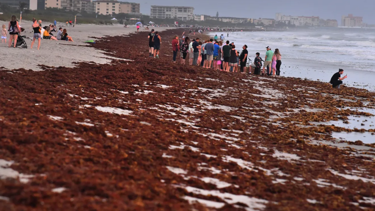People up for Easter sunrise services on Cocoa Beach, Florida encountered heavy seaweed, 9 April 2023. Photo: Malcolm Denemark / Florida Today