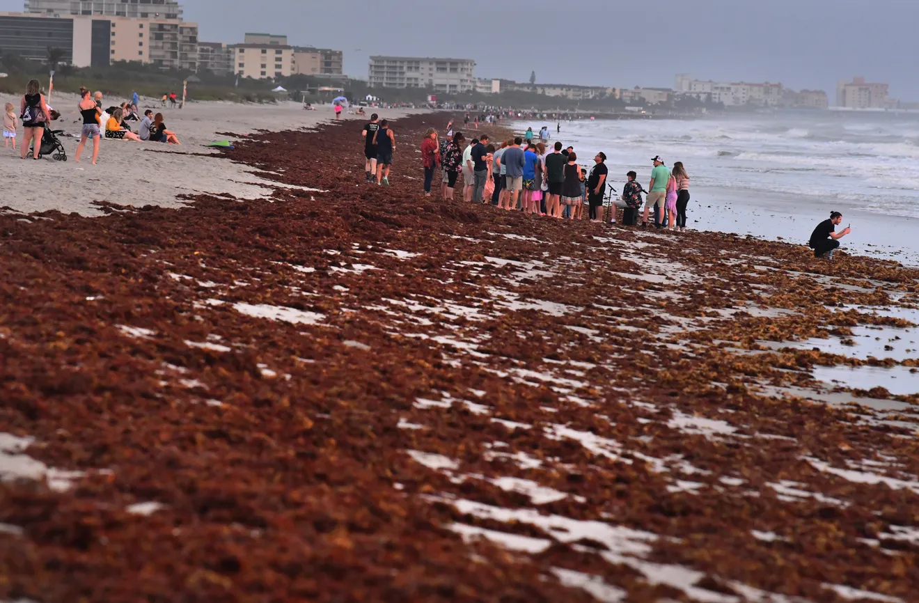 People up for Easter sunrise services on Cocoa Beach, Florida encountered heavy seaweed, 9 April 2023. Photo: Malcolm Denemark / Florida Today