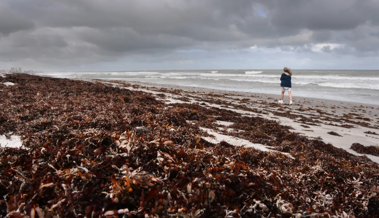 Sargassum seaweed blankets the beaches in south Cocoa Beach on Sunday, 9 April 2023. Photo: Malcolm Denemark / Florida Today