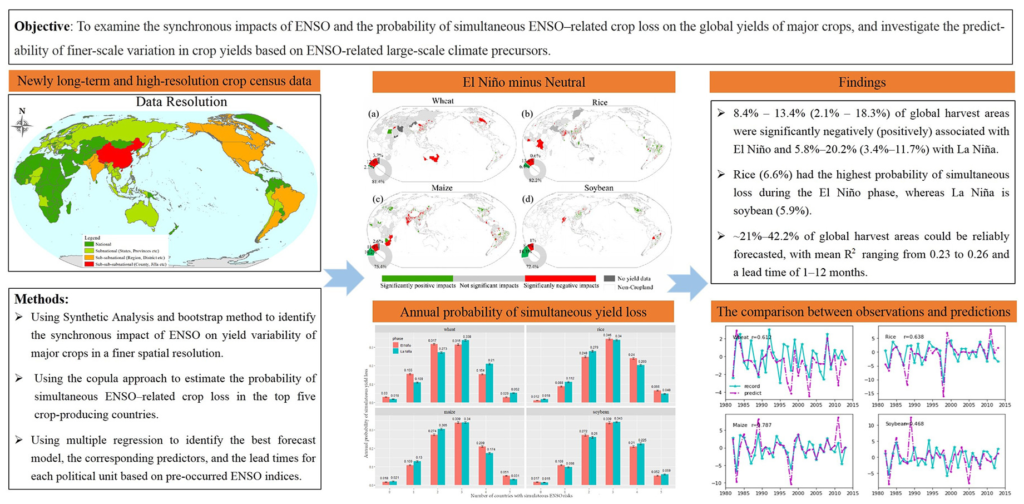 Modeled effect of the El-Niño Southern Oscillation (ENSO) on global rice production showing synchronous impacts of ENSO and the probability of simultaneous ENSO-related crop loss on the global yields of major crops. The results show that 12.8% (2.1%), 13.4% (6.4%), 11.8% (10.2%), and 8.4% (18.3%) of wheat, rice, maize, and soybean harvest areas were significantly negatively (positively) associated with El Niño, respectively; and 7% (11.7%), 20.2% (3.4%), 5.8% (5.6%), and 14% (6.4%) with La Niña. El Niño reduced global-mean crop yield by 1.32%, 1.33%, and 0.37% for wheat, rice, and maize, respectively, but increased it for soybean by 1.9%. La Niña reduced the global mean yield for rice (2.1%), maize (1.5%), and soybean (1.3%) but increased it for wheat (1.0%). Rice (6.6%) had the highest probability of simultaneous loss during the El Niño phase, whereas La Niña is soybean (5.9%). Graphic: Cao, et al., 2023 / Agricultural Systems