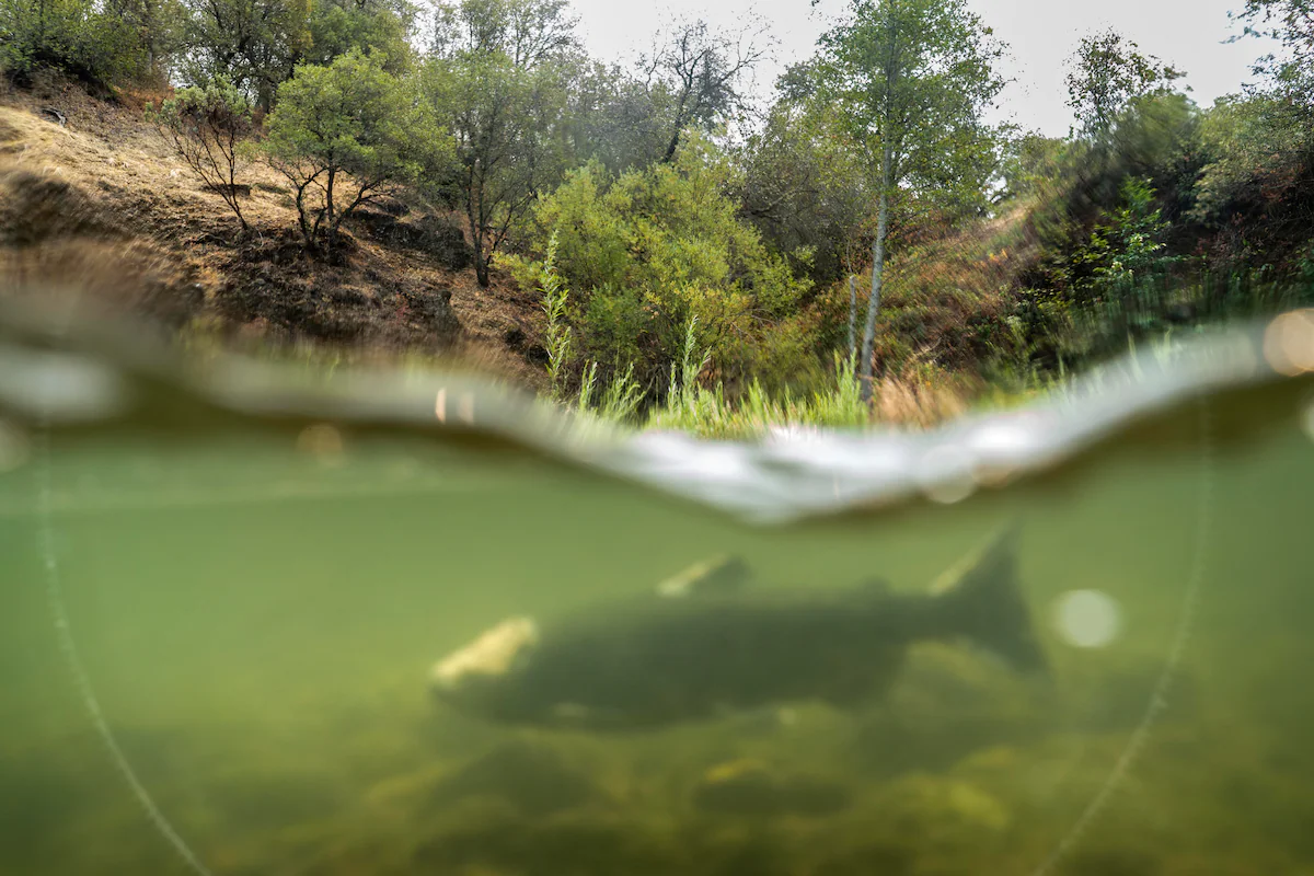 Chinook salmon, such as this one in Butte Creek in Chico, California, have suffered as river levels have dropped and water temperature has risen. Photo: Melina Mara / The Washington Post