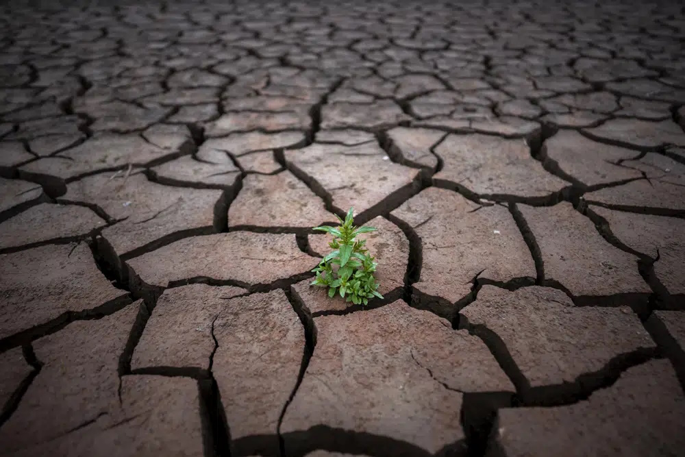 A plant is photographed on a cracked earth after the water level has dropped in the Sau reservoir, about 100 km (62 miles) north of Barcelona, Spain, on 18 April 2023. Drought-stricken Spain says last month was the hottest and driest April since records began in 1961. The State Meteorological Agency said Monday, 8 May 2023 the average daily temperature was 14.9 degrees Celsius (58.8 Fahrenheit). That is 3 degrees Celsius above the average. AEMET said average maximum temperatures during the month were up by 4.7 C. Photo: Emilio Morenatti / AP Photo