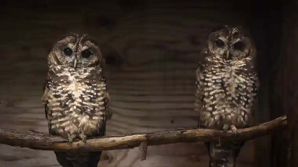 Two of three male spotted owls released into the wild in the Fraser Canyon. Two died and the other was injured and returned to captivity. Photo: BC government