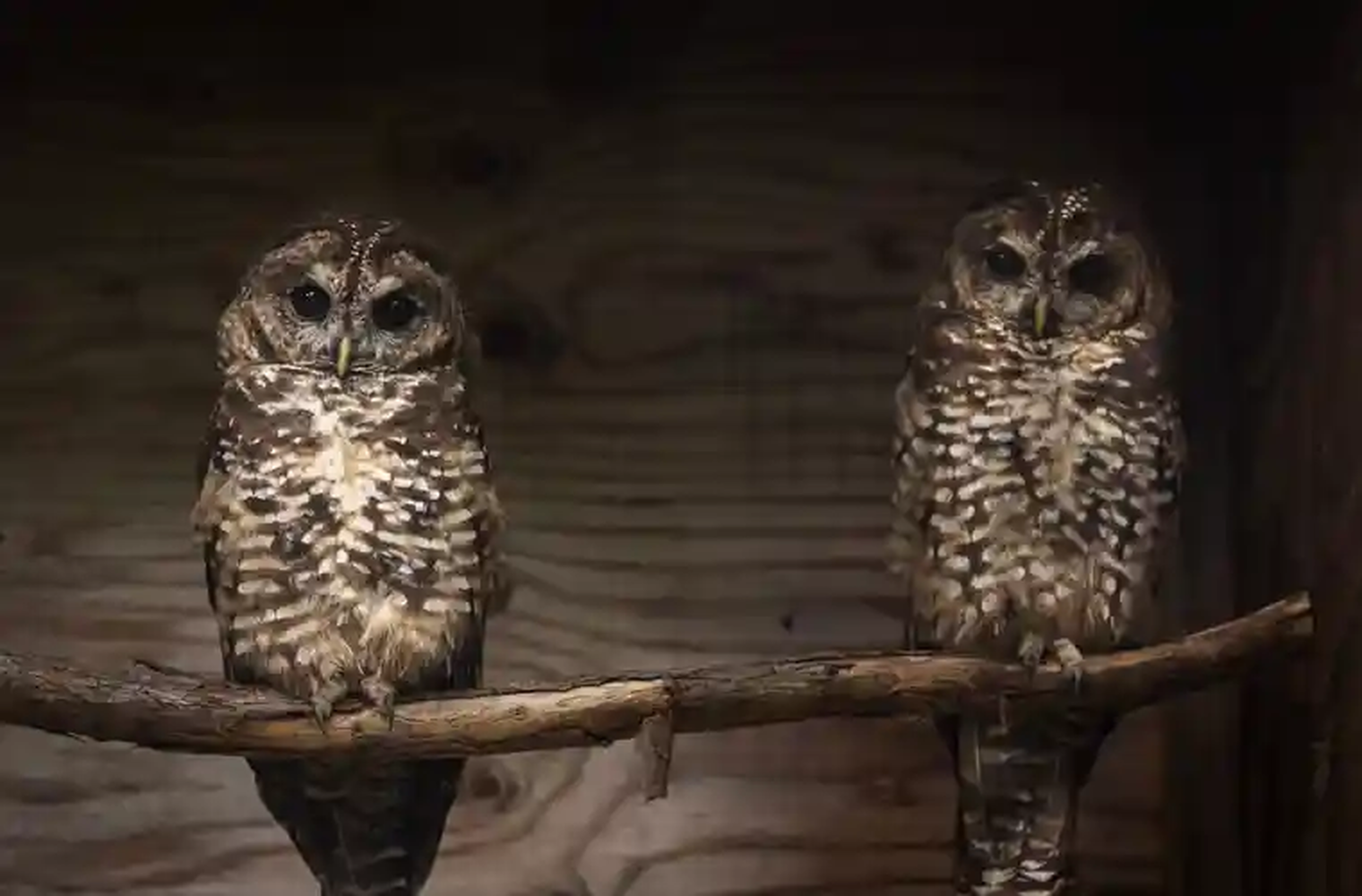 Two of three male spotted owls released into the wild in the Fraser Canyon. Two died and the other was injured and returned to captivity. Photo: BC government