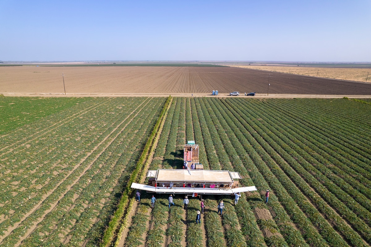 Farmworkers harvest melons at Del Bosque Farms in Firebaugh, California. Photo: John Brecher / The Washington Post