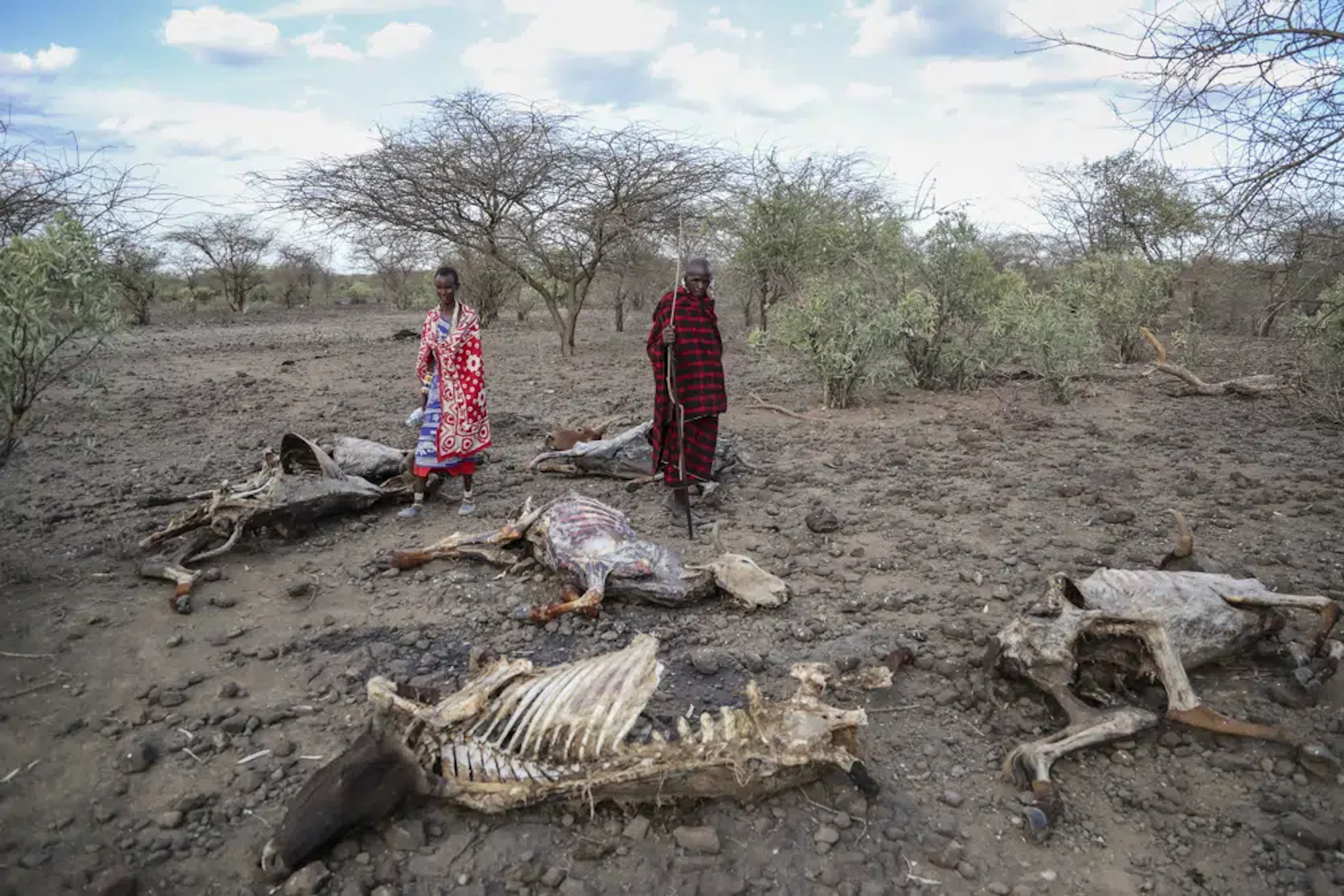 Saito Ene Ruka, right, who said he has lost 100 cows due to drought, and his neighbour Kesoi Ole Tingoe, left, who said she lost 40 cows, walk past animal carcasses at Ilangeruani village, near Lake Magadi, in Kenya, on 9 November 2022. A new study says Earth has pushed past seven out of eight scientifically established safety limits and into “the danger zone,” not just for an overheating planet that’s losing its natural areas, but for well-being of people living on it. The study, published Wednesday, 31 May 2023, for the first time it includes measures of “justice,” which is mostly about preventing harm for groups of people. Photo: Brian Inganga / AP Photo