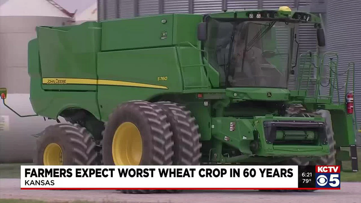 Kansas wheat farmers in 2023 expected the worst harvest in 60 years due to ongoing drought. Photo: KCTV 5