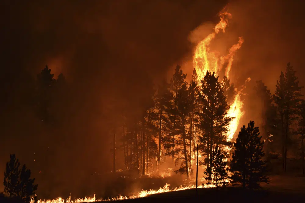 A tree goes up in flames as a wildfire burns on the Northern Cheyenne Indian Reservation, 11 August 2021, near Lame Deer, Mont. The Richard Spring fire threatened hundreds of homes as it burned across the reservation. Photo: Matthew Brown / AP Photo