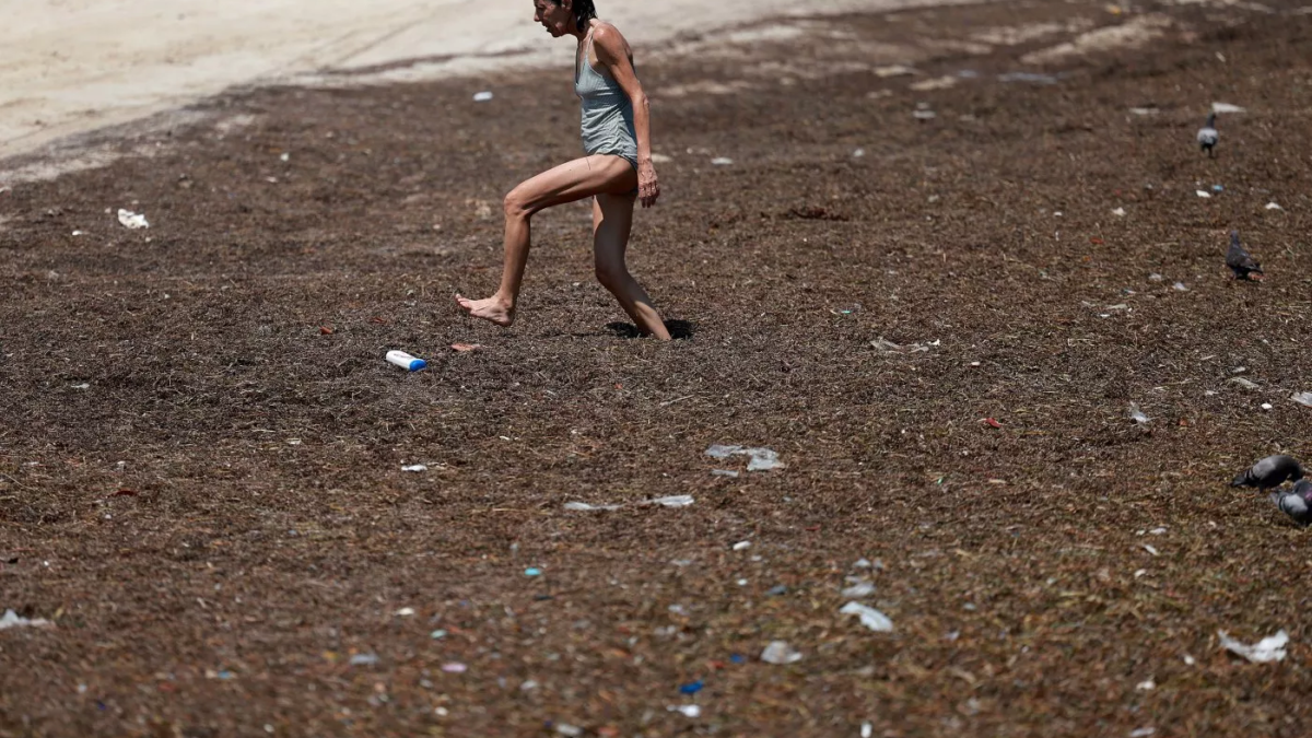 A beachgoer walks through sargassum seaweed that washed ashore on 18 May 2023, in Key West, Florida. A huge mass of sargassum seaweed formed in the Atlantic Ocean is headed for the Florida coastlines and shores in the Gulf of Mexico. Photo: Joe Raedle / Getty Images