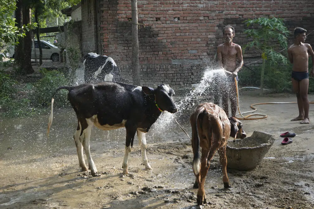 A villager sprays water on his livestock to protect them from heat in Ballia district, Uttar Pradesh state, India, Monday, 19 June 2023. Several people have died in two of India's most populous states in recent days amid a searing heat wave, as hospitals find themselves overwhelmed with patients. More than hundred people in the Uttar Pradesh state, and dozens in neighboring Bihar state have died due to heat-related illness. Photo: Rajesh Kumar Singh / AP Photo