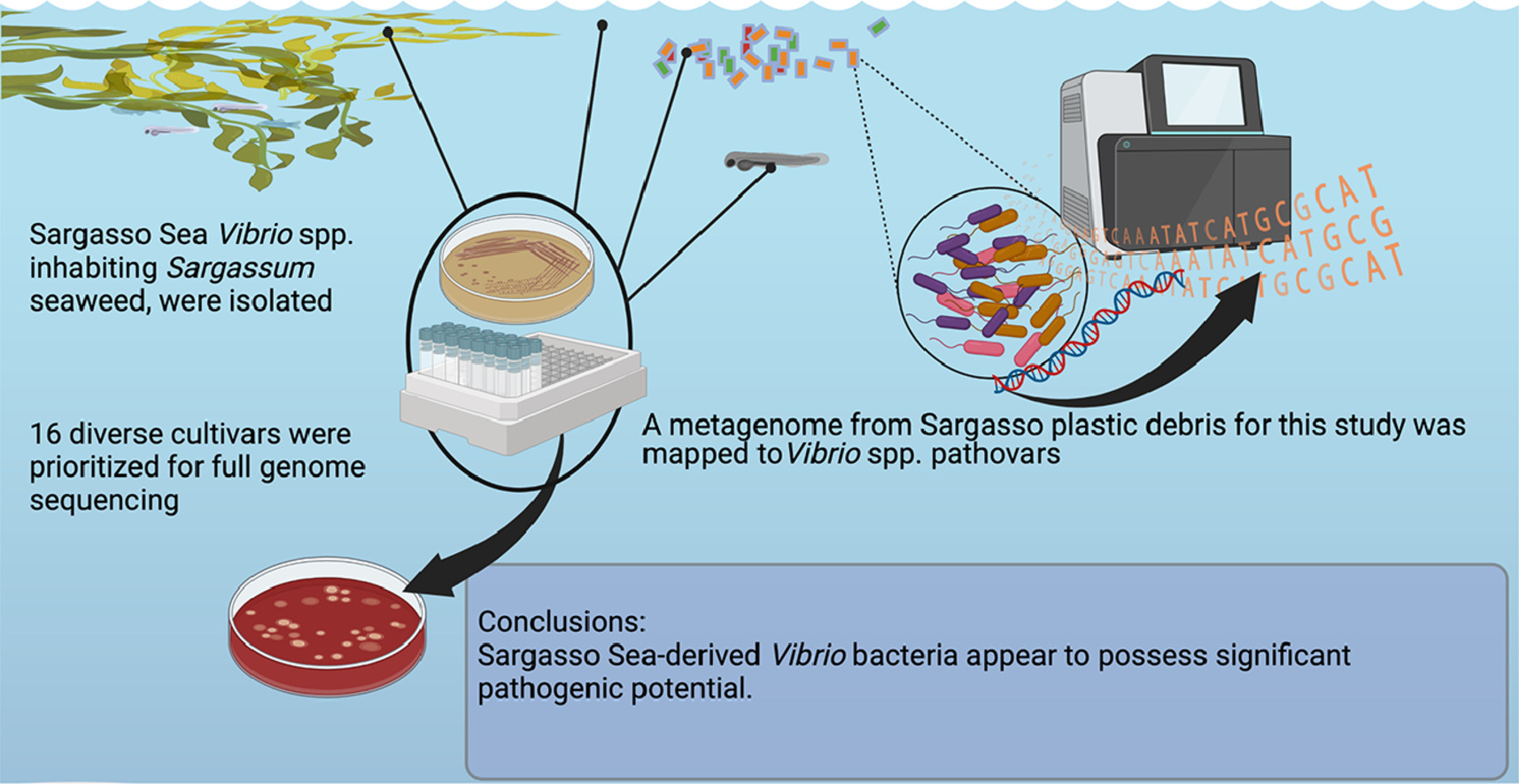 Illustration showing how genomes of 16 Vibrio cultivars isolated from eel larvae, plastic marine debris (PMD), the pelagic brown macroalga Sargassum, and seawater samples were collected from the Caribbean and Sargasso Seas of the North Atlantic Ocean. Graphic: Mincer, et al., 2023 / Water Research