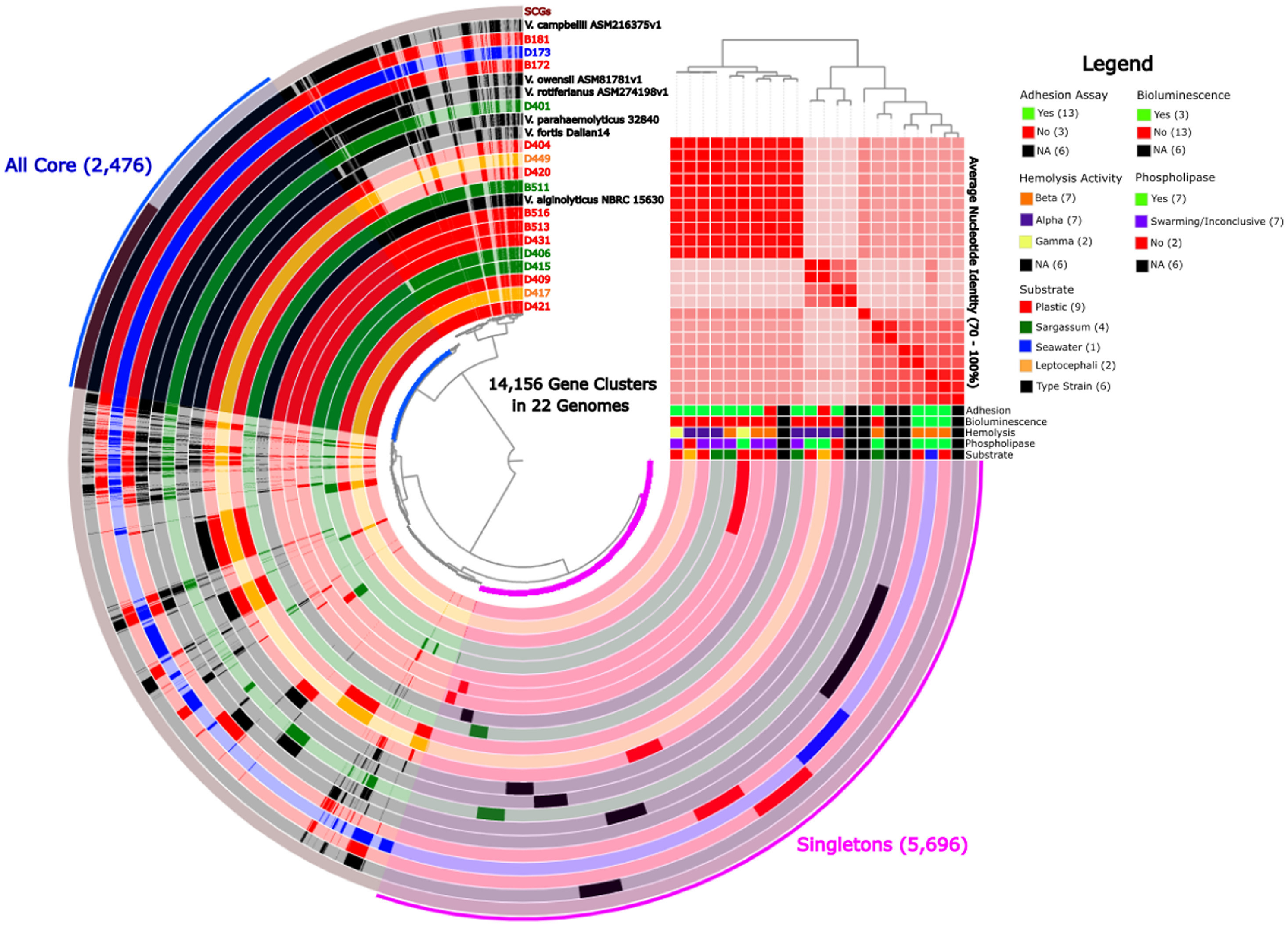 Vibrio pangenome analysis of isolates analyzed in this study. The circular phylogram was created using Anvi'o 7.0 analyses of 16 environmental Vibrio isolates. The colors indicate the respective marine substrate from which each cultivar was isolated: eel leptocephalus (orange), plastic marine debris (red), Sargassum (green), seawater (blue), and type strains (black). All environmental cultivars were tested for biofilm formation, bioluminescence, hemolysis, and phospholipase activity (see Supplemental Information). Results are color-coded in the legend. Average nucleotide identity (ANI) ranges between 100% (dark red) and 70% (pink) are also indicated, with the cladogram at the top right indicating ANI clustering. SCGs indicated by the outer circle denotes single copy genes. Strain names indicated at top continue through the circular dendrogram to the ANI and clade diagram. Graphic: Mincer, et al., 2023 / Water Research