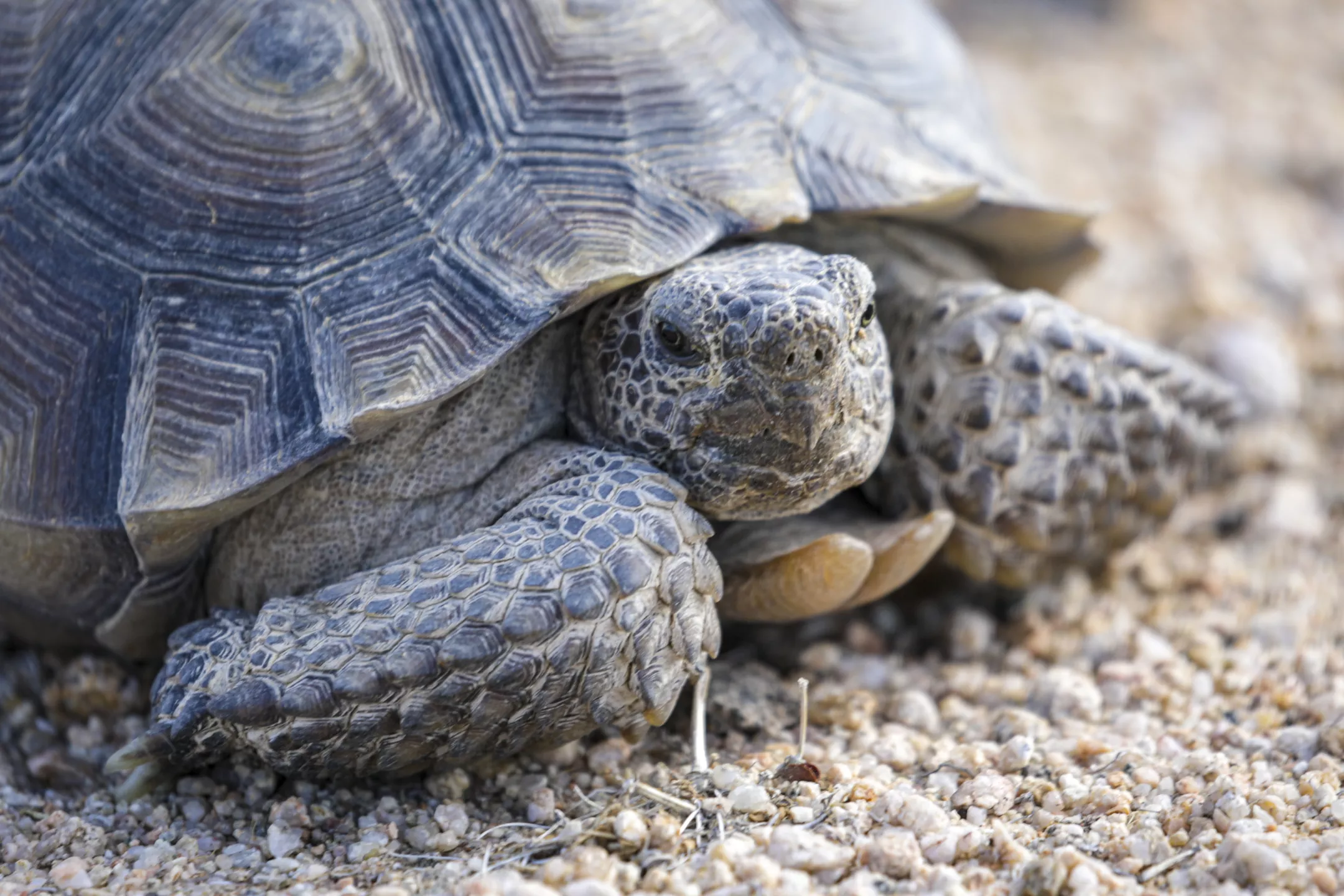 A desert tortoise crawls along the sands of the Desert Tortoise Research Natural Area in California City in 2022. Photo: Irfan Khan / Los Angeles Times
