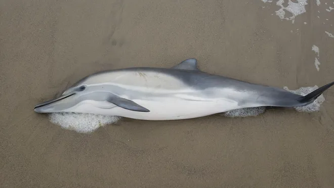 A dolphin that succumbed to domoic acid toxicity caused by an algae bloom in 2023. Photo: The Channel Islands Marine Wildlife Institute / USA TODAY