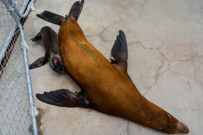 A sick sea lion and her pup are shown recovering from domoic acid poisoning at the Marine Mammal Care Center in San Pedro, California, on 6 July 2023. During the summer of 2023, the center cared for sea lions that were sickened by a historically bad algal bloom along California’s Coast. Photo: Yannick Peterhans / USA TODAY