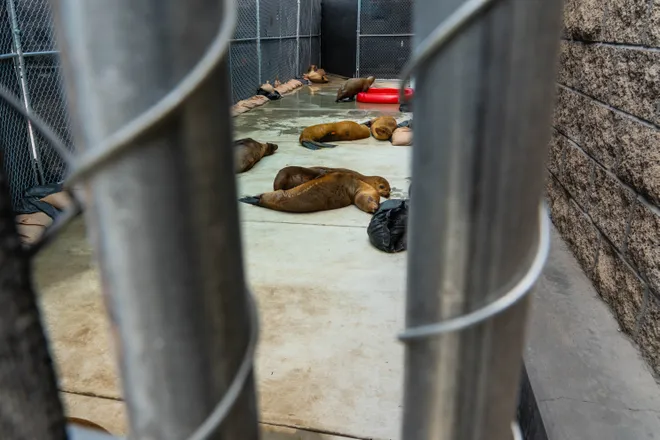 Sick sea lions lie in a triage enclosure at the Marine Mammal Care Center in San Pedro, California, on 6 July 2023, as they recover from domoic acid poisoning. During the summer of 2023, the center cared for sea lions that were sickened by a historically bad algal bloom along California’s Coast. Photo: Yannick Peterhans / USA TODAY