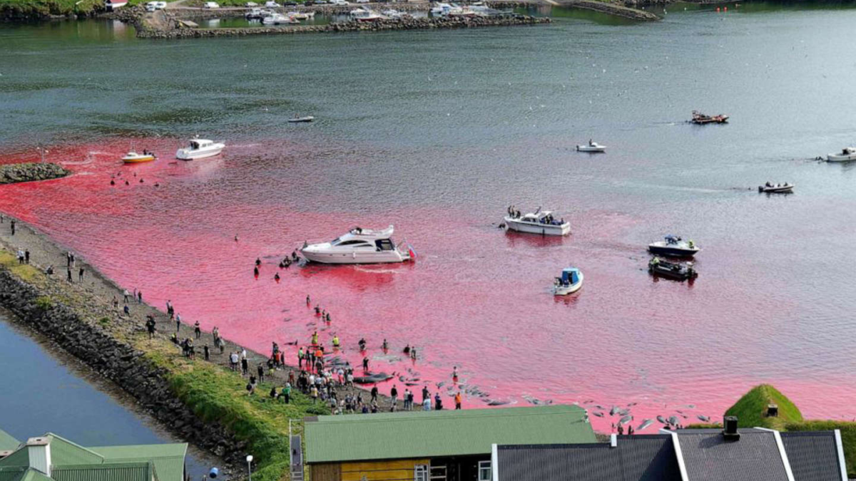 Blood stains the water red as the people of the Faroe Islands slaughter dolphins in Leynar on 14 June 2023. The Faroe Islands has killed more than 500 dolphins since its controversial hunt resumed in May 2023. Photo: Sea Shepherd UK / AFP / Getty Images