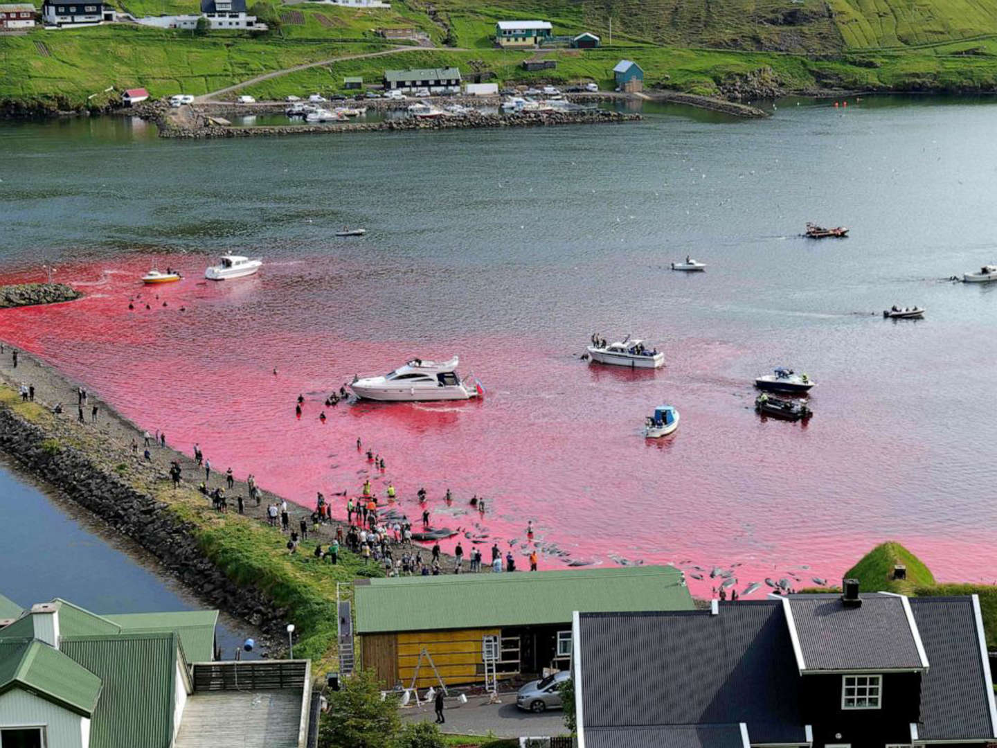 Blood stains the water red as the people of the Faroe Islands slaughter dolphins in Leynar on 14 June 2023. The Faroe Islands has killed more than 500 dolphins since its controversial hunt resumed in May 2023. Photo: Sea Shepherd UK / AFP / Getty Images