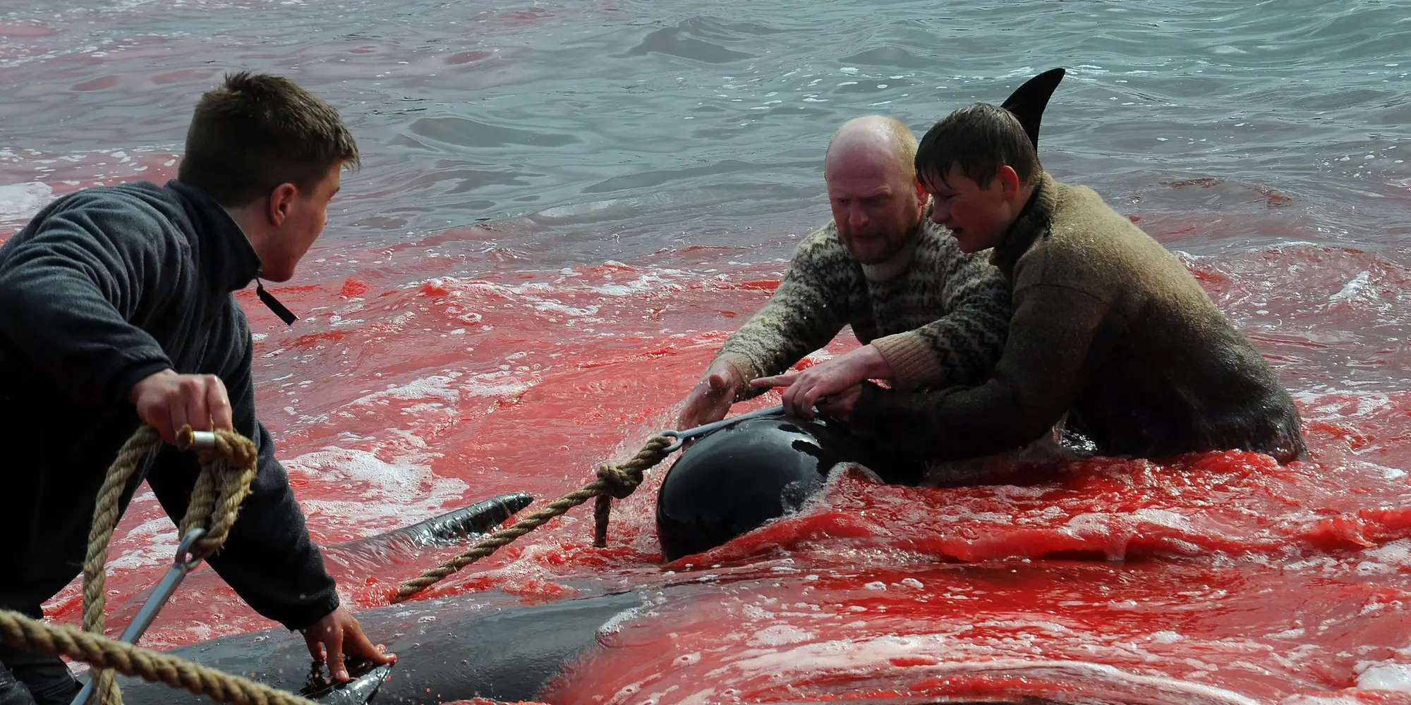 The sea runs red with blood as people of the Faroe Islands slaughter pilot whales during the annual “grind hunt”. Photo: Andrija Ilic / Reuters