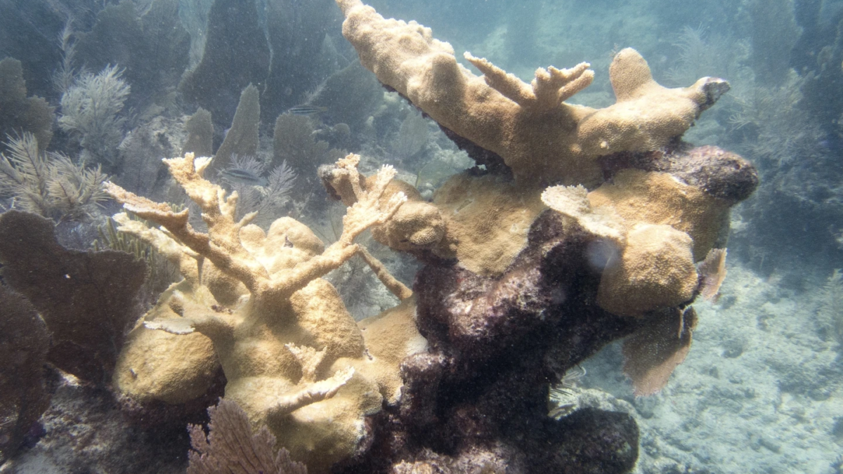 This photo provided by the University of Miami Coral Reef Futures Lab, shows bleaching to elkhorn coral on Thursday, 20 July 2023, in the North Dry Rocks Reef off the coast of Key Largo, Fla. Some Florida Keys corals are losing their color weeks earlier in the summer than has been documented before, meaning they are under stress and their health is potentially endangered, federal scientists said. Photo: Liv Williamson / University of Miami Rosenstiel School of Marine, Atmospheric, and Earth Science / AP