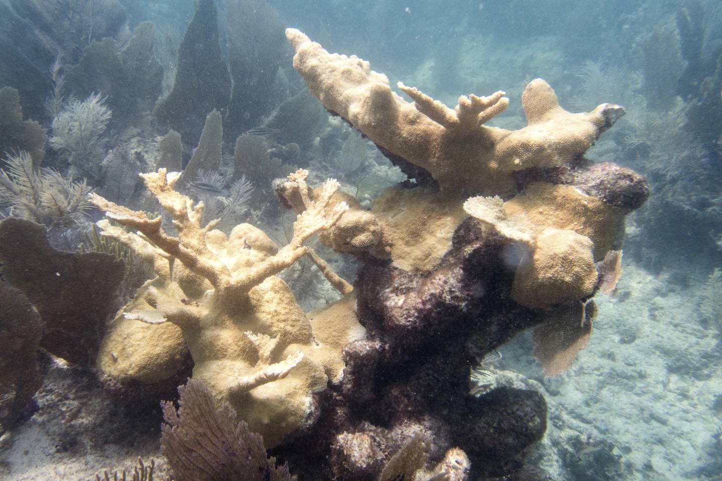 This photo provided by the University of Miami Coral Reef Futures Lab, shows bleaching to elkhorn coral on Thursday, 20 July 2023, in the North Dry Rocks Reef off the coast of Key Largo, Fla. Some Florida Keys corals are losing their color weeks earlier in the summer than has been documented before, meaning they are under stress and their health is potentially endangered, federal scientists said. Photo: Liv Williamson / University of Miami Rosenstiel School of Marine, Atmospheric, and Earth Science / AP