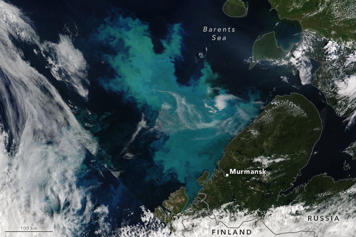 Satellite view of an algae bloom in the waters north of the Scandinavian and Kola peninsulas, 3 August 2023. The image was acquired by the Moderate Resolution Imaging Spectroradiometer (MODIS) on NASA’s Terra satellite. One group of researchers observed large shifts in the location of summer coccolithophore blooms to the northeast between 2002 and 2018. They also identified an increasing presence of Phaeocystis pouchetii, a type of phytoplankton normally found in warmer waters that can form gelatinous colonies millimeters in diameter. The effect that such changes might have on the ecosystem is a topic of ongoing research. Data: MODIS data from NASA EOSDIS LANCE and GIBS/Worldview. Photo: Michala Garrison / NASA Earth Observatory
