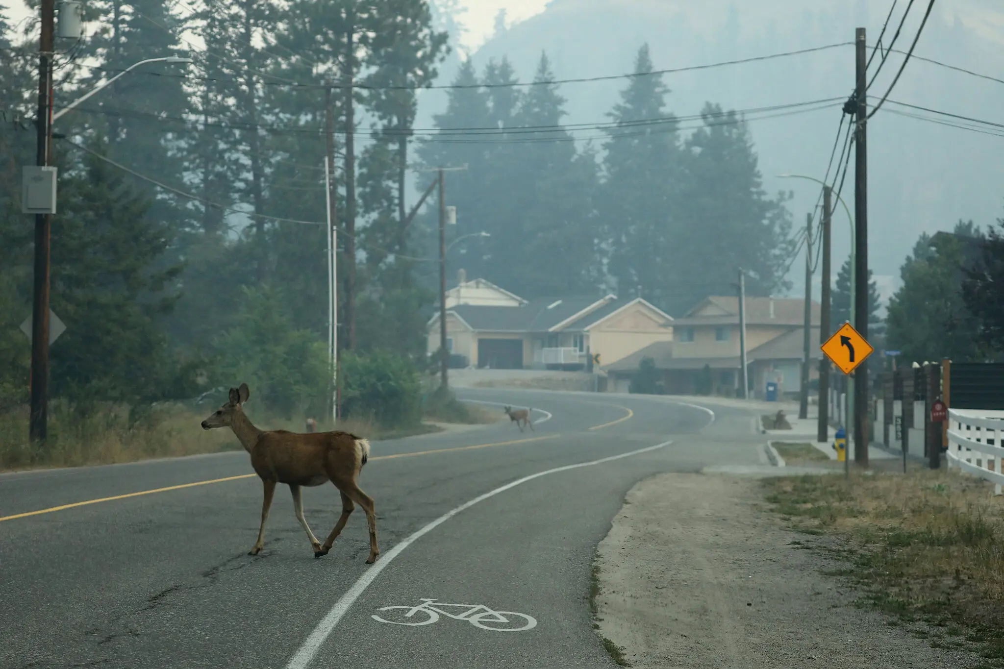 Deer cross a road in a neighborhood filled with smoke due to a nearby wildfire in the Glenmore Highlands area of Kelowna, British Columbia, Canada, 19 August 2023. Photo: Chris Helgren / Reuters