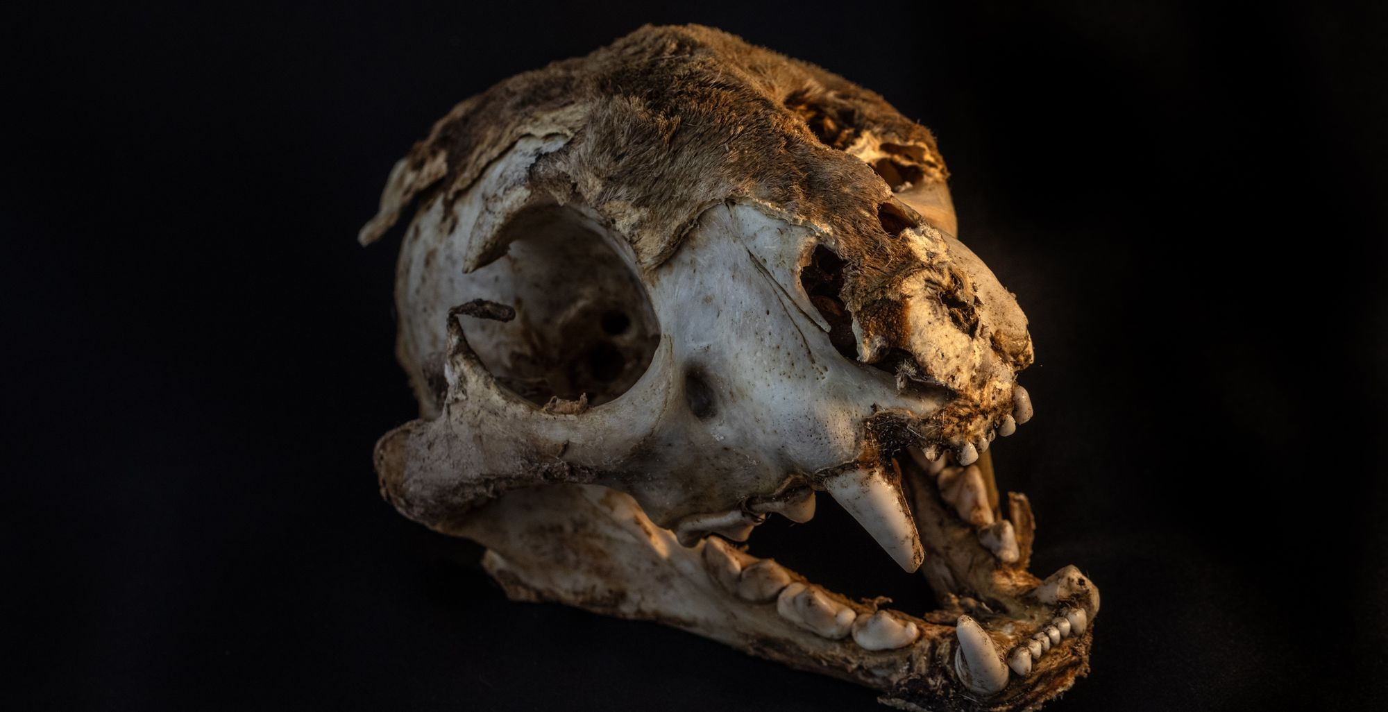The skull of a puma that was shot after being caught in a trap in the protected area of Boqueirão da Onça, or Jaguars’ Ravine. Photo: Photo: Dado Galdieri / The Wall Street Journal