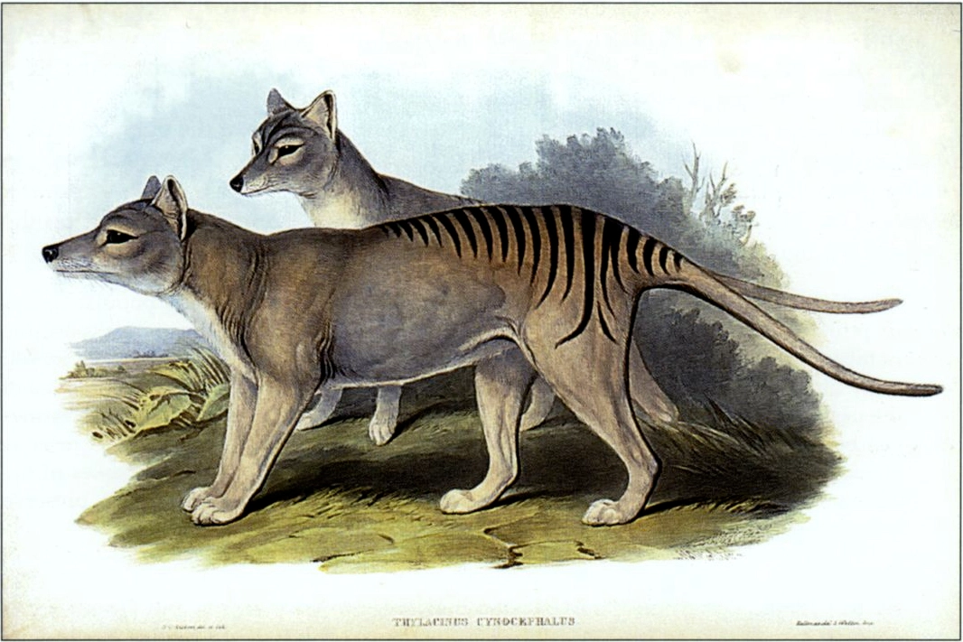 Illustration of Thylacinus cynocephalus from John Gould’s The Mammals of Australia. This genus, also known as the Tasmanian tiger, was hunted to extinction by humans. Graphic: Henry Constantine Richter and John Gould / Public domain