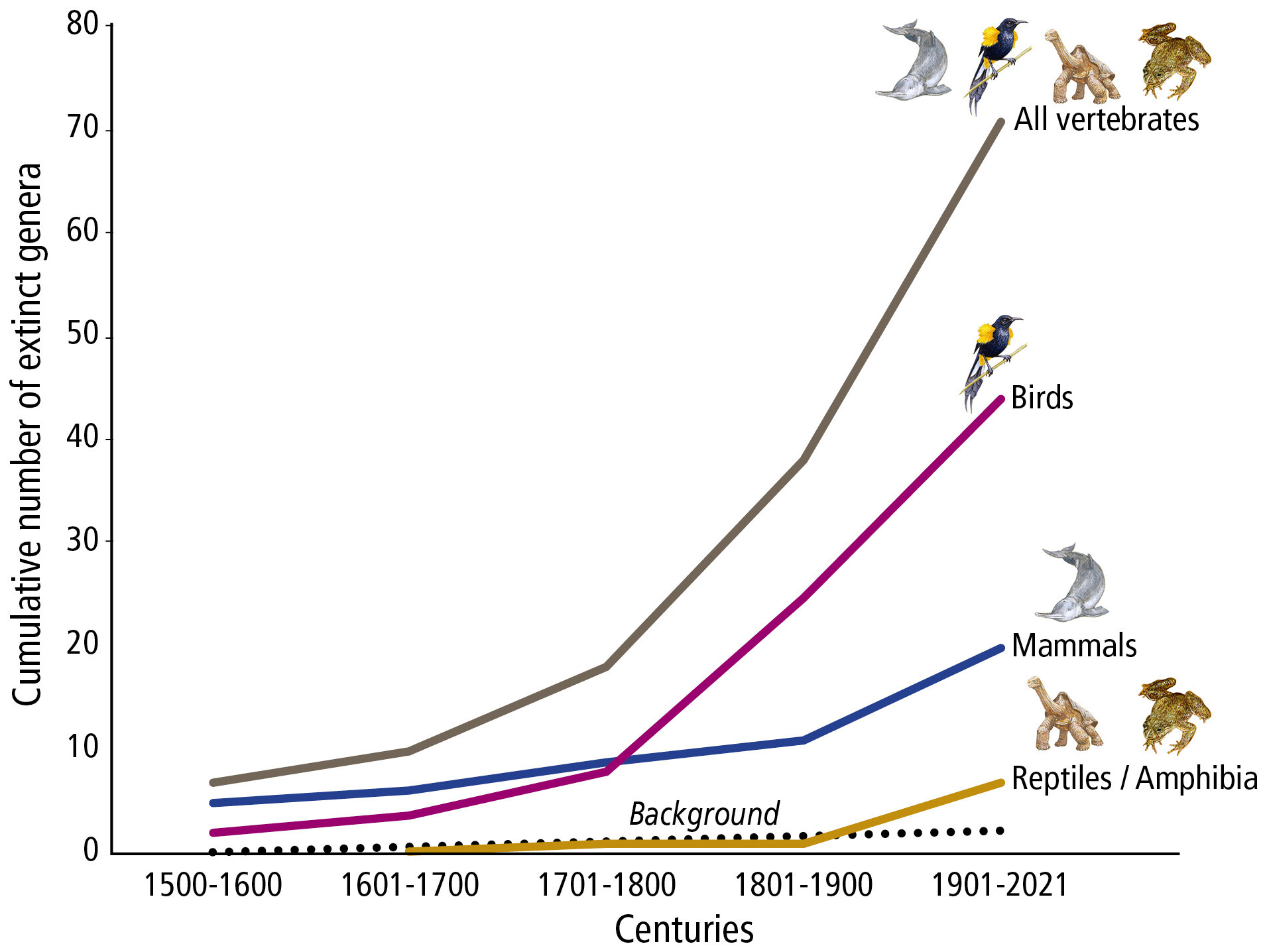 Number of generic extinctions per century among in different classes of vertebrates. The low number of reptiles and amphibia, which underestimate the magnitude of extinction pattern, is probably the result of the lack of information in earlier centuries, where very few species had been described. The dotted line represents the background extinction rate. Graphic: Ceballos and Ehrlich, 2023 / PNAS