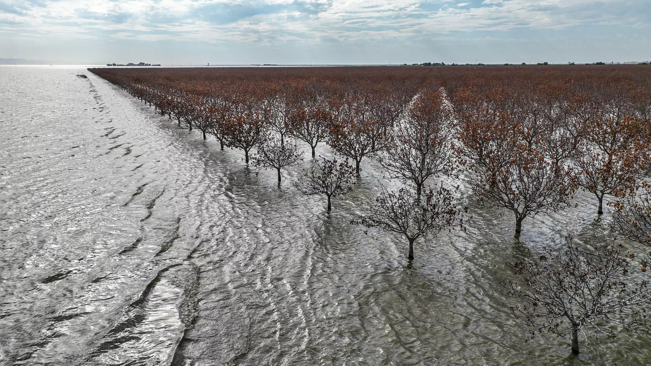 Flood waters ripple through an orchard of dead and dying pistachio trees in Tulare Lake. Photo: Robert Gauthier / Los Angeles Times
