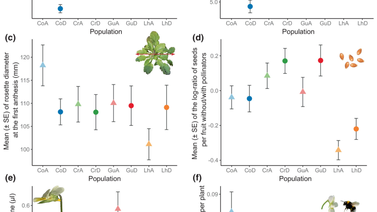 Evolutionary changes in floral, vegetative, reproductive and rewarding traits, and attractiveness of Viola arvensis. We measured floral traits (a, b) in the first five developed flowers per individual (N ≈ 4000). (a) Floral area (multiplication of labellum width × corolla length). (b) Number of nectar guides. (c) Rosette diameter, measured on each plant at the start of flowering (n = 792). (d) Log-ratio of seeds produced in self-pollination compared to open pollination as a proxy of selfing ability, measured by collecting one fruit in self-pollination and one in open pollination per plant (n = 693). (e) Nectar production measured as the sum of the volume in three flowers per plants on fifty plants per population (n = 400). (f) Bumblebee preferences measured as proportion of visits per plant to a mixed plantation of 10 plants of the ancestral and 10 of the descendant populations of a single locality, exposed together to bumblebees. We recorded the number of visits to each plant by a flying bumblebee for 10 to 15 min in 6 to 8 replicates per location and divided it by the total number of visits during the flight (only visited plants are represented). The first two letters are the name of the locality (Co, Commeny; Cr, Crouy; Gu, Guernes; Lh, Lhuys). ‘A’ (triangles) ancestral population (collected in 2000 for Co, 1993 for Cr, 2001 for Gu and 1992 for Lh) and ‘D’ (circles) descendant population (all collected in 2021). Graphic: Samson Acoca-Pidolle, et al., 2023 / New Phytologist