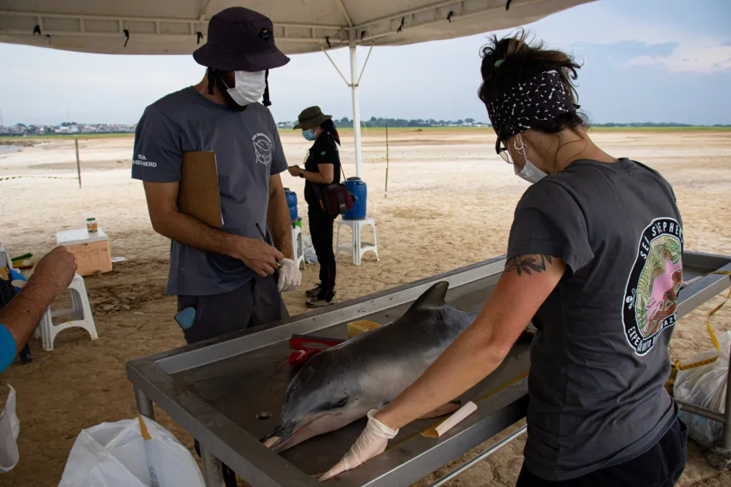 Scientists measure a dead river dolphin. Amazon dolphins died after lake water temperatures reached 40.9°C in places. Photo: Lucas Amorelli / Sea Shepherd