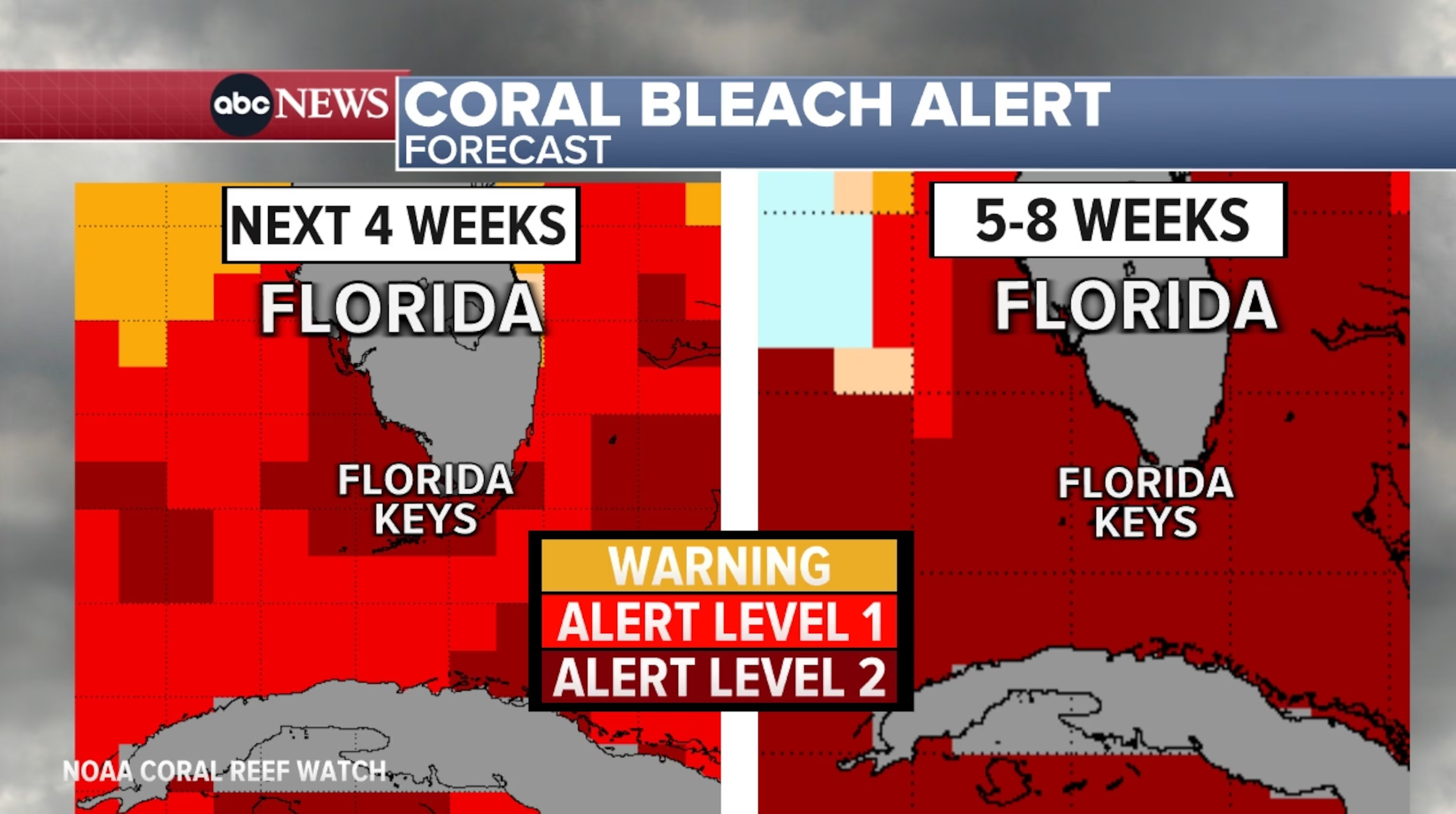 Map showing a coral bleach alert occurring in Florida's coral reef in July 2023. Data: NOAA Coral Reef Watch. Graphic: ABC News