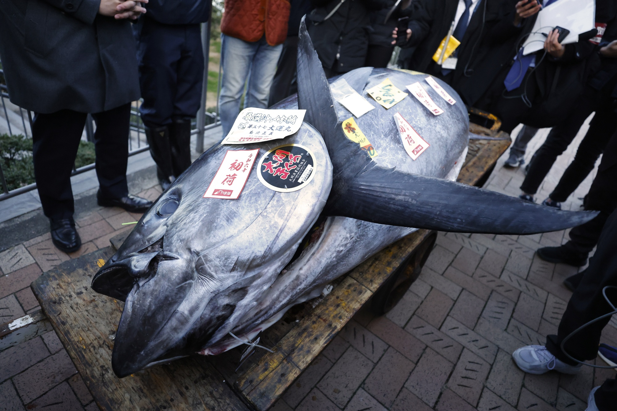 The most expensive tuna sold at the first auction in 2024. The "Near Threatened" fish sold for 114.2 million Japanese yen, or nearly $800,000, at Tokyo’s largest fish market and is set to be served at a Michelin-starred restaurant in Japan. The 525-pound fish, caught off of the coast of Aomori Prefecture in northern Japan, fetched the fourth-highest price since records began in 1999. Photo: Kiyoshi Ota / Bloomberg
