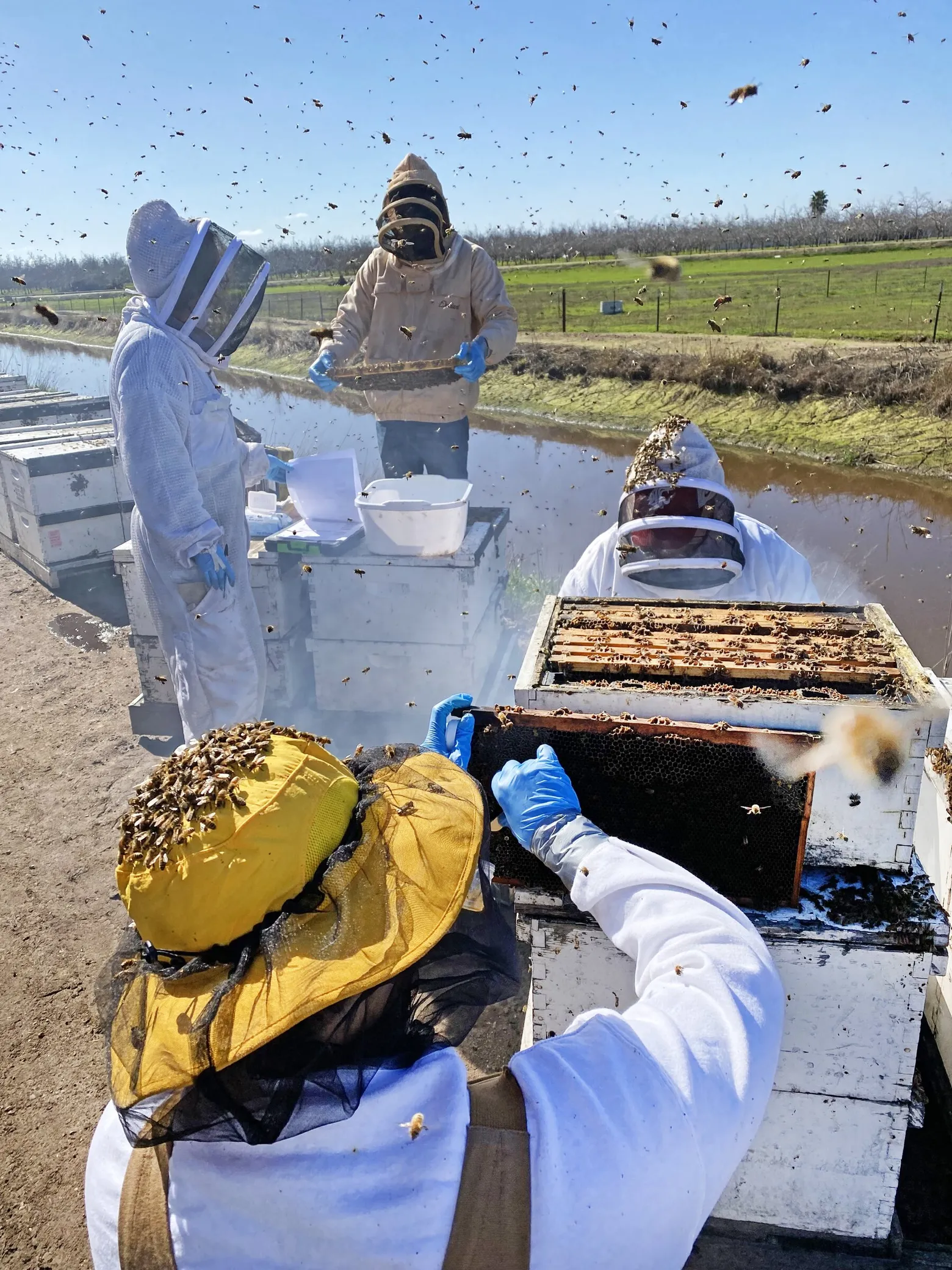 Washington State University researchers and students collect samples and perform honey bee colony health assessments in orchards near Modesto, California. A study done in conjunction with the U.S. Department of Agriculture found bee colonies are at risk of collapse because of climate change. Photo: Brandon Hopkins / Washington State University