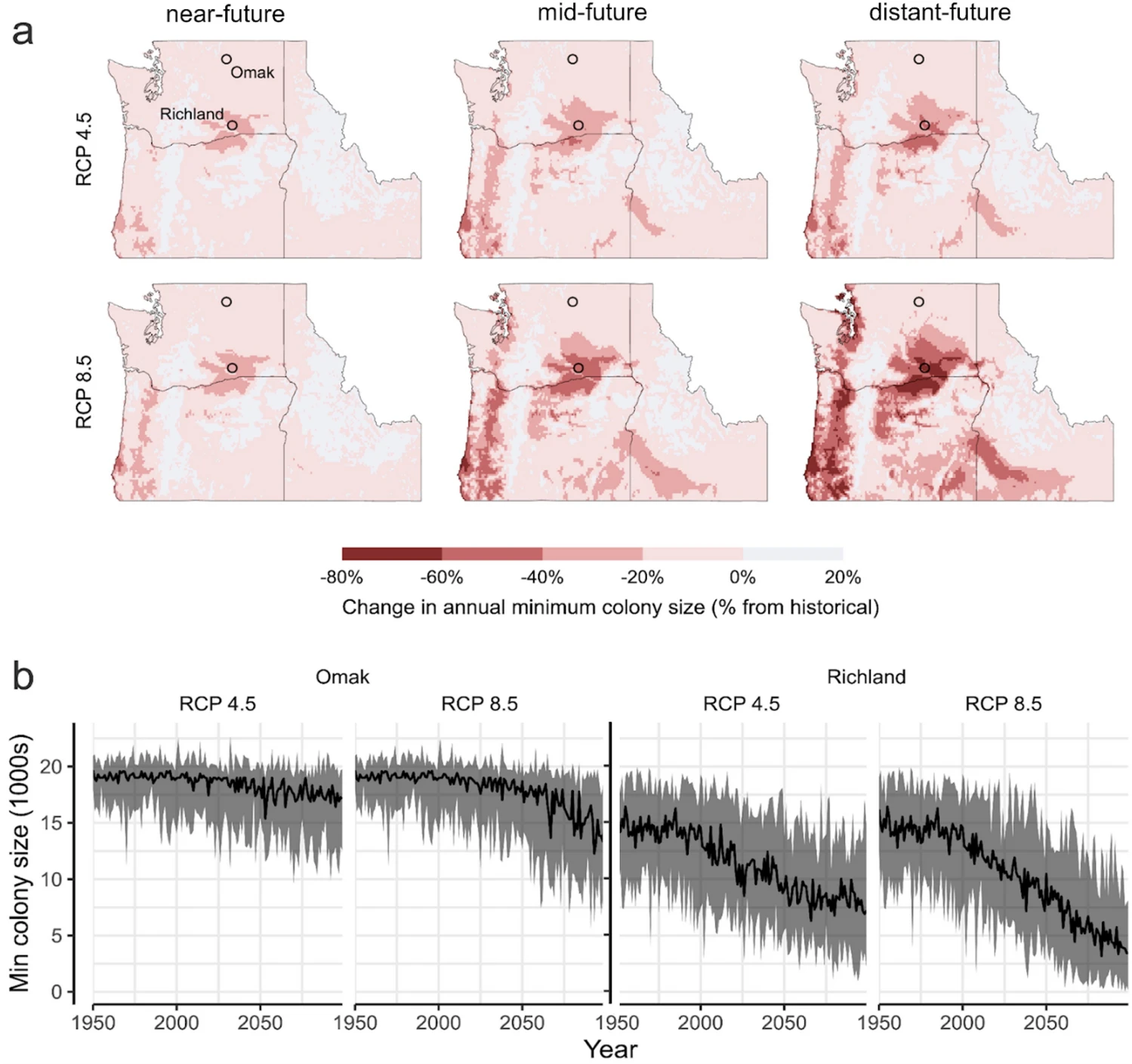 (a) Maps of the Pacific Northwest U.S. showing the percentage change in annual minimum colony size in the future time frames as compared to the historical time frames. Medians across 19 general circulation models are shown for each RCP. The years averaged for each time frame include 1975–2005 (historical), 2025-2055 (near-future), 2045–2075 (mid-future), and 2065–2095 (distant-future). (b) The time series of annual minimum colony size for two representative locations, Omak and Richland, and two RCPs. The black line in the middle is the median across all 19 general circulation models and the shaded area is reflective of the range of values from models. Graphic: Rajagopalan, et al., 2024 / Nature Scientific Reports
