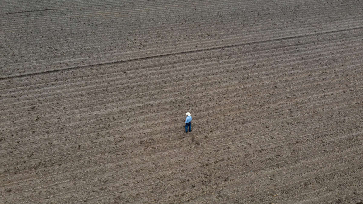 Mike England, who owns England Farms and Cattle Company located 29 miles east of McAllen, walks across one of the fields on his farm near Mercedes, Texas on 18 April 2024. England had to destroy 500 acres worth of sugar cane he’d grown because of the ongoing drought in the Rio Grande Valley. Credit: Photo: Ben Lowy / The Texas Tribune