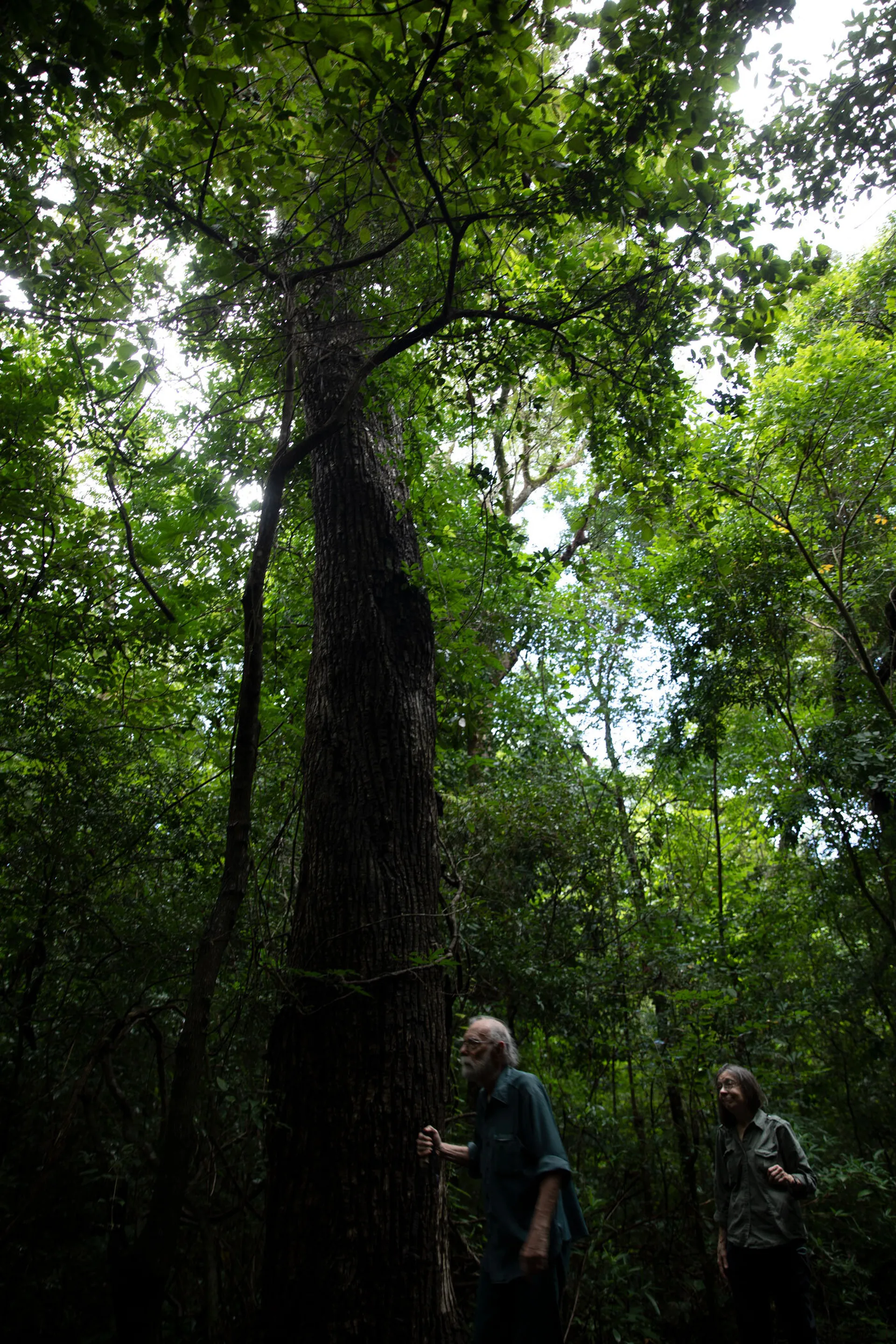 Conservationists Daniel Janzen and Winnie Hallwachs walk through a stretch of original dry forest in the Area de Conservación Guanacaste ACG in Costa Rica. Photo: Justine Calma / The Verge