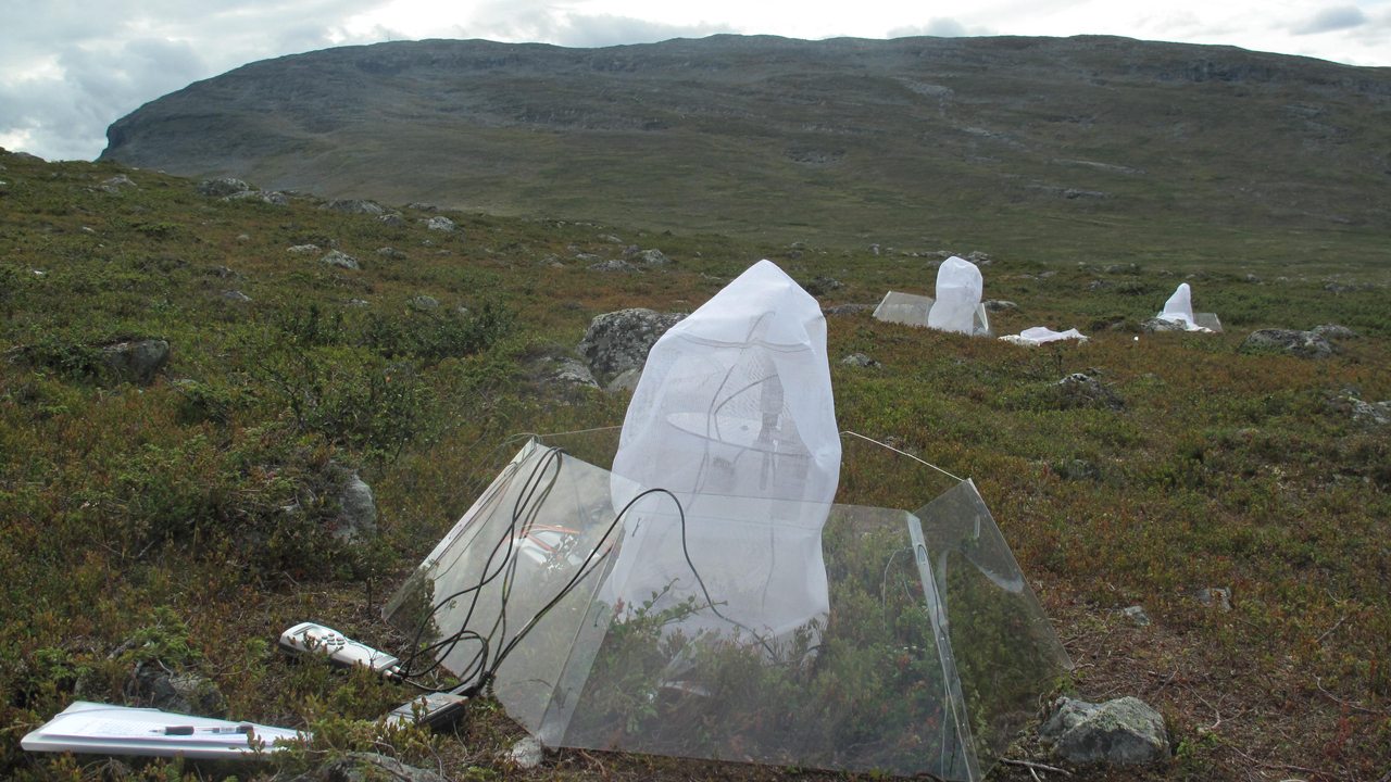 An open-top chamber (OTC) in Kilpisjärvi, Finland, used in warming experiments to understand how tundras will respond to our changing climate. Photo: Sybryn Maes
