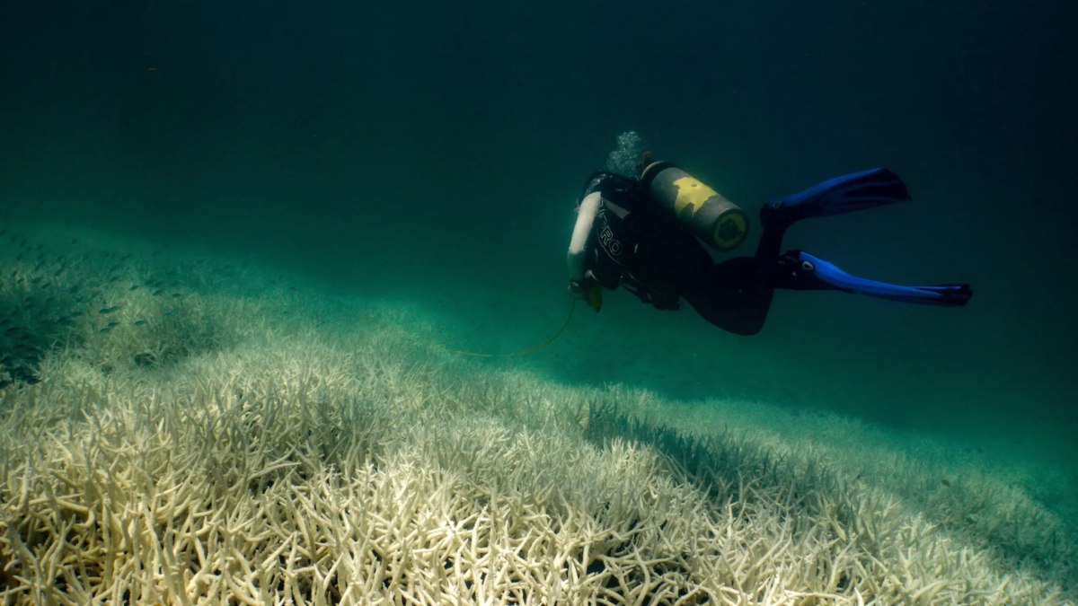 A diver examines bleached coral off the Keppel Islands, Australia, at the southern end of the Great Barrier Reef, 5 March 2024. Photo: Renata Ferrari / AIMS / Reuters