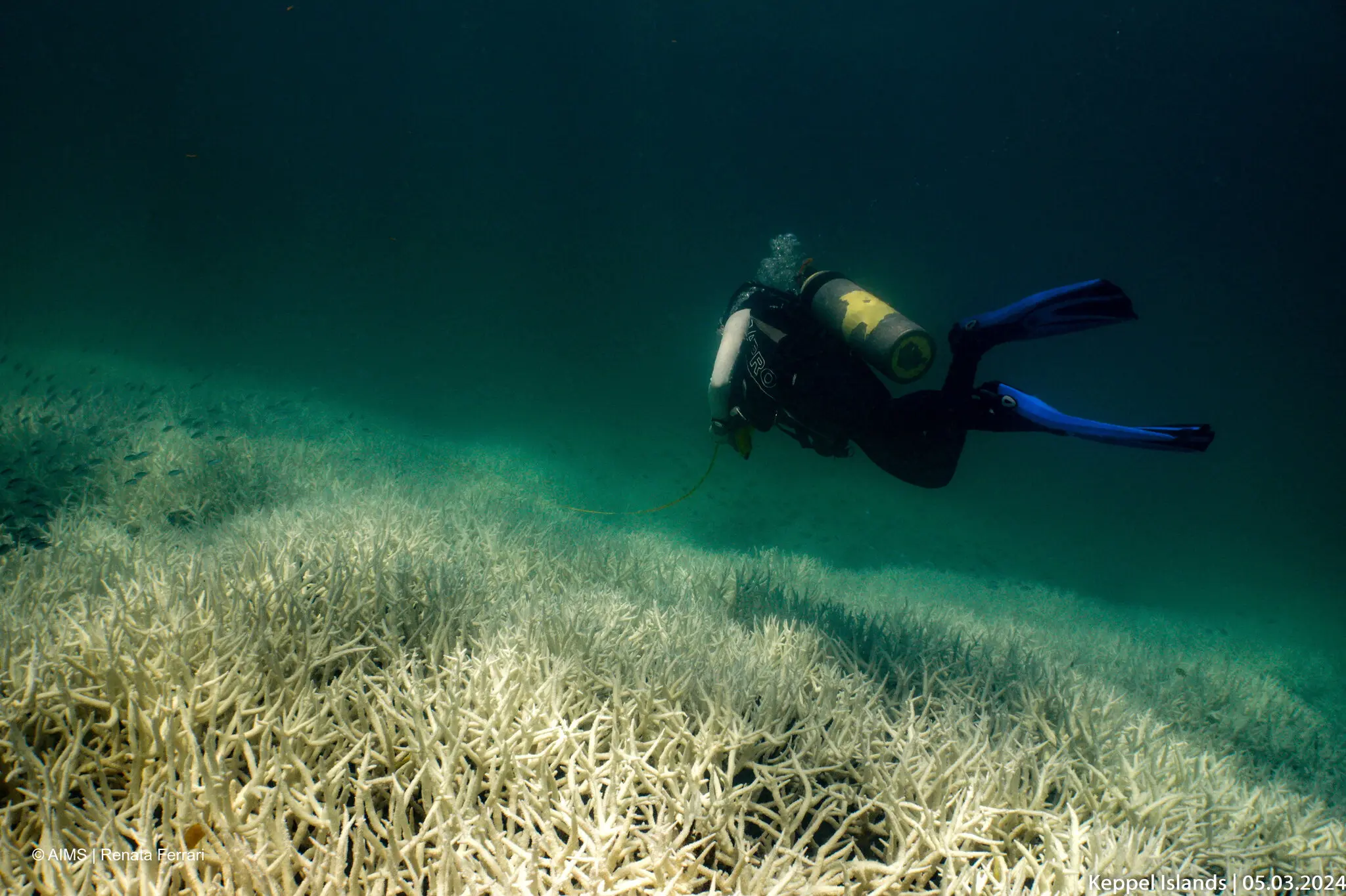 A diver examines bleached coral off the Keppel Islands, Australia, at the southern end of the Great Barrier Reef, 5 March 2024. Photo: Renata Ferrari / AIMS / Reuters